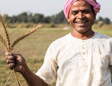 Laughing South Asian farmer with a pink turban holding fresh wheat stalks in his hand