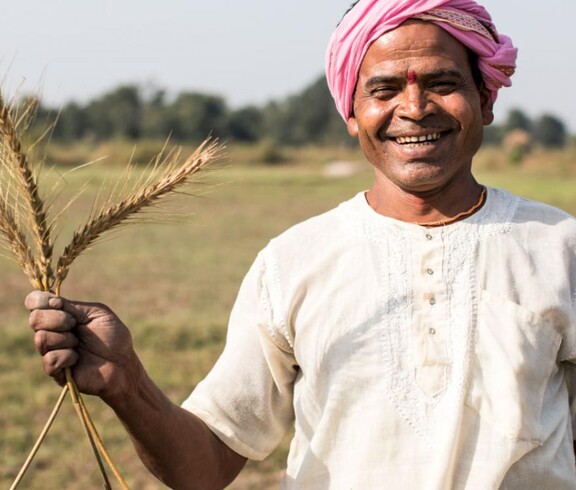Laughing South Asian farmer with a pink turban holding fresh wheat stalks in his hand