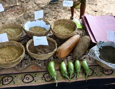 Several baskets with regional seeds and vegetables laid out on a table, alongside labels and documents