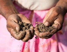 Two open hands holding soil and small plant seedlings against a pink garment