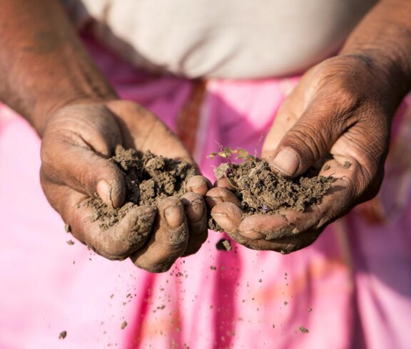 Two open hands holding soil and small plant seedlings against a pink garment