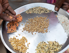 Hands presenting various local seed varieties, including lentils, rice and grain, on a metal plate