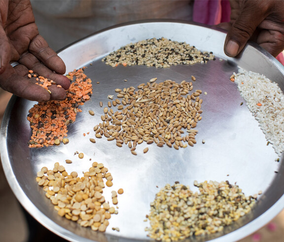 Hands presenting various local seed varieties, including lentils, rice and grain, on a metal plate