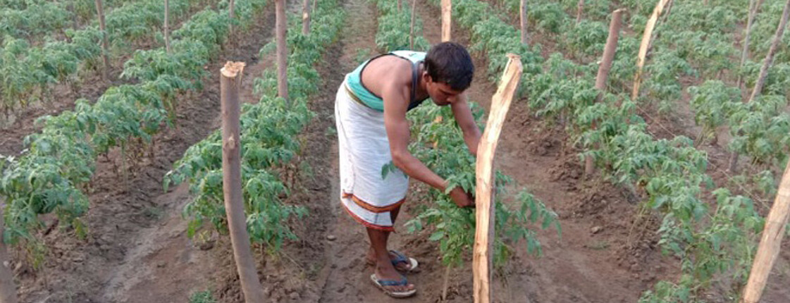The picture shows  Raju Patel, peasant farmer in Hanumantora, Indien.